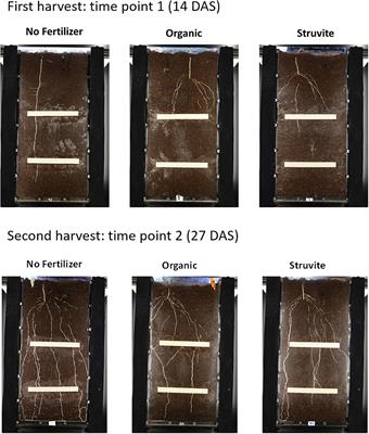 Effect of Applying Struvite and Organic N as Recovered Fertilizers on the Rhizosphere Dynamics and Cultivation of <mark class="highlighted">Lupine</mark> (Lupinus angustifolius)